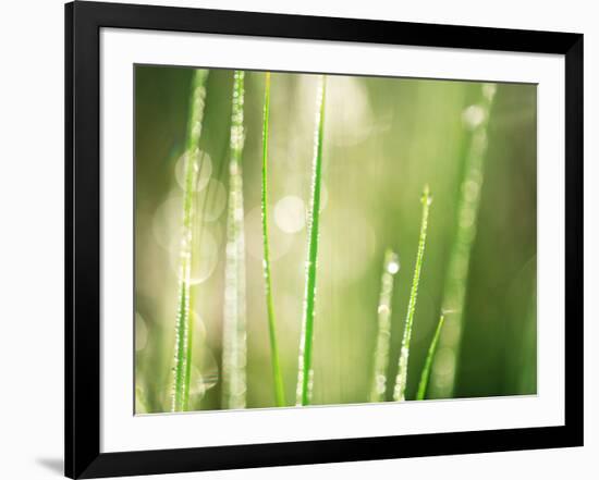 Morning Dew on Grass Leaves-null-Framed Photographic Print