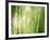 Morning Dew on Grass Leaves-null-Framed Photographic Print