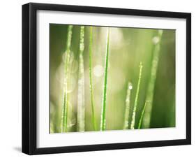 Morning Dew on Grass Leaves-null-Framed Photographic Print