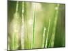Morning Dew on Grass Leaves-null-Mounted Photographic Print