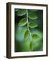 Morning Dew on Red Huckleberry-Ethan Welty-Framed Photographic Print