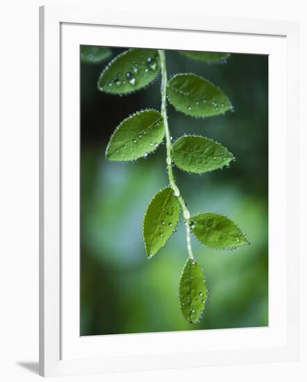 Morning Dew on Red Huckleberry-Ethan Welty-Framed Photographic Print