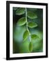 Morning Dew on Red Huckleberry-Ethan Welty-Framed Photographic Print