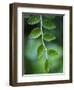 Morning Dew on Red Huckleberry-Ethan Welty-Framed Photographic Print