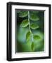 Morning Dew on Red Huckleberry-Ethan Welty-Framed Photographic Print