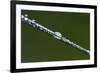 Morning Dew-K.B. White-Framed Photographic Print