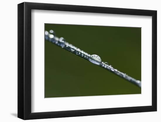 Morning Dew-K.B. White-Framed Photographic Print