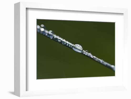 Morning Dew-K.B. White-Framed Photographic Print