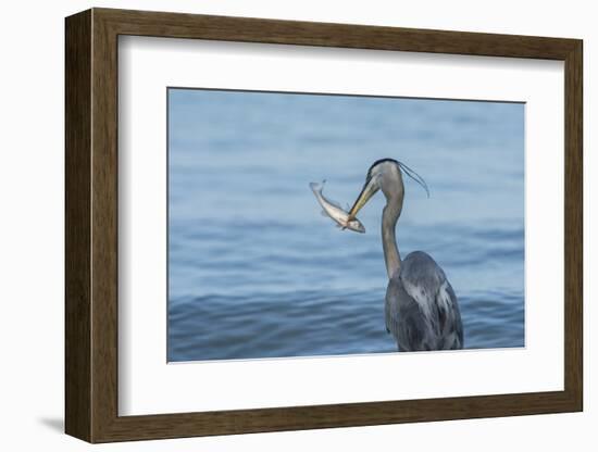 Morning Fish Catch by Great Blue Heron, with Water Splashes-Sheila Haddad-Framed Photographic Print