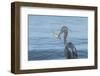 Morning Fish Catch by Great Blue Heron, with Water Splashes-Sheila Haddad-Framed Photographic Print