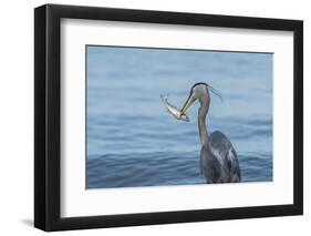 Morning Fish Catch by Great Blue Heron, with Water Splashes-Sheila Haddad-Framed Photographic Print