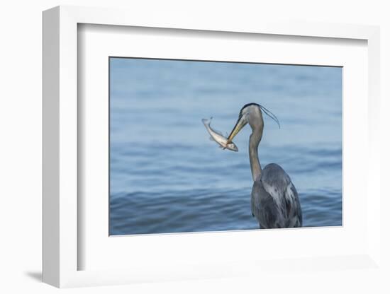 Morning Fish Catch by Great Blue Heron, with Water Splashes-Sheila Haddad-Framed Photographic Print