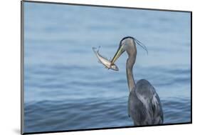 Morning Fish Catch by Great Blue Heron, with Water Splashes-Sheila Haddad-Mounted Photographic Print