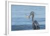 Morning Fish Catch by Great Blue Heron, with Water Splashes-Sheila Haddad-Framed Photographic Print