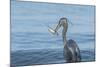 Morning Fish Catch by Great Blue Heron, with Water Splashes-Sheila Haddad-Mounted Photographic Print