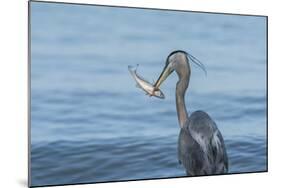 Morning Fish Catch by Great Blue Heron, with Water Splashes-Sheila Haddad-Mounted Photographic Print