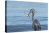 Morning Fish Catch by Great Blue Heron, with Water Splashes-Sheila Haddad-Stretched Canvas