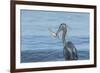 Morning Fish Catch by Great Blue Heron, with Water Splashes-Sheila Haddad-Framed Photographic Print