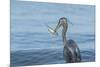 Morning Fish Catch by Great Blue Heron, with Water Splashes-Sheila Haddad-Mounted Photographic Print