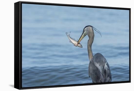 Morning Fish Catch by Great Blue Heron, with Water Splashes-Sheila Haddad-Framed Stretched Canvas