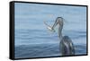 Morning Fish Catch by Great Blue Heron, with Water Splashes-Sheila Haddad-Framed Stretched Canvas