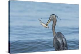 Morning Fish Catch by Great Blue Heron, with Water Splashes-Sheila Haddad-Stretched Canvas