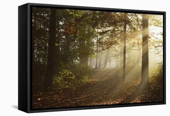 Morning Fog in Forest, Donautal (Danube Valley), Near Beuron, Baden-Wurttemberg, Germany, Europe-Jochen Schlenker-Framed Stretched Canvas