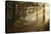 Morning Fog in Forest, Donautal (Danube Valley), Near Beuron, Baden-Wurttemberg, Germany, Europe-Jochen Schlenker-Stretched Canvas