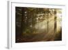 Morning Fog in Forest, Donautal (Danube Valley), Near Beuron, Baden-Wurttemberg, Germany, Europe-Jochen Schlenker-Framed Photographic Print