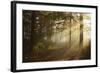 Morning Fog in Forest, Donautal (Danube Valley), Near Beuron, Baden-Wurttemberg, Germany, Europe-Jochen Schlenker-Framed Photographic Print