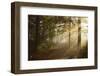 Morning Fog in Forest, Donautal (Danube Valley), Near Beuron, Baden-Wurttemberg, Germany, Europe-Jochen Schlenker-Framed Photographic Print