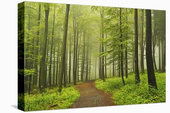 Morning Fog in Forest Near Bad Marienberg, Westerwald, Rhineland-Palatinate, Germany, Europe-Jochen Schlenker-Stretched Canvas