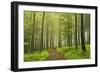 Morning Fog in Forest Near Bad Marienberg, Westerwald, Rhineland-Palatinate, Germany, Europe-Jochen Schlenker-Framed Photographic Print