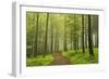 Morning Fog in Forest Near Bad Marienberg, Westerwald, Rhineland-Palatinate, Germany, Europe-Jochen Schlenker-Framed Photographic Print