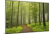 Morning Fog in Forest Near Bad Marienberg, Westerwald, Rhineland-Palatinate, Germany, Europe-Jochen Schlenker-Mounted Photographic Print