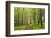 Morning Fog in Forest Near Bad Marienberg, Westerwald, Rhineland-Palatinate, Germany, Europe-Jochen Schlenker-Framed Photographic Print