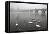 Morning Fog over Swimming Swans and the Charles Bridge in Prague, Czech Republic.-wrangel-Framed Stretched Canvas