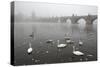 Morning Fog over Swimming Swans and the Charles Bridge in Prague, Czech Republic.-wrangel-Stretched Canvas