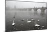 Morning Fog over Swimming Swans and the Charles Bridge in Prague, Czech Republic.-wrangel-Mounted Photographic Print