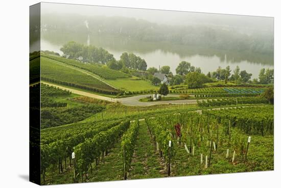 Morning Fog over the River Rhine, Near Lorch, Hesse, Germany, Europe-Jochen Schlenker-Stretched Canvas