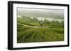 Morning Fog over the River Rhine, Near Lorch, Hesse, Germany, Europe-Jochen Schlenker-Framed Photographic Print