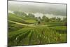 Morning Fog over the River Rhine, Near Lorch, Hesse, Germany, Europe-Jochen Schlenker-Mounted Photographic Print