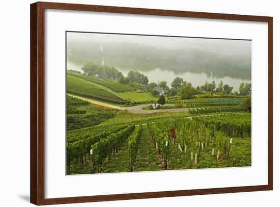 Morning Fog over the River Rhine, Near Lorch, Hesse, Germany, Europe-Jochen Schlenker-Framed Photographic Print