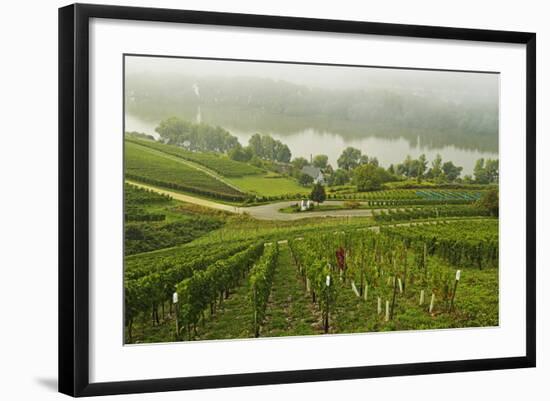 Morning Fog over the River Rhine, Near Lorch, Hesse, Germany, Europe-Jochen Schlenker-Framed Photographic Print