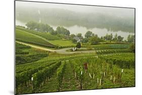 Morning Fog over the River Rhine, Near Lorch, Hesse, Germany, Europe-Jochen Schlenker-Mounted Photographic Print