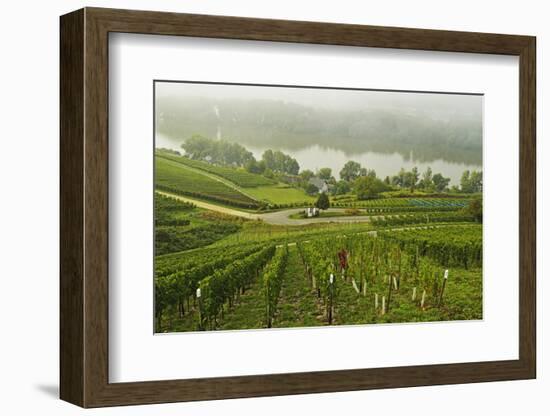 Morning Fog over the River Rhine, Near Lorch, Hesse, Germany, Europe-Jochen Schlenker-Framed Photographic Print