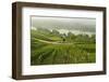 Morning Fog over the River Rhine, Near Lorch, Hesse, Germany, Europe-Jochen Schlenker-Framed Photographic Print