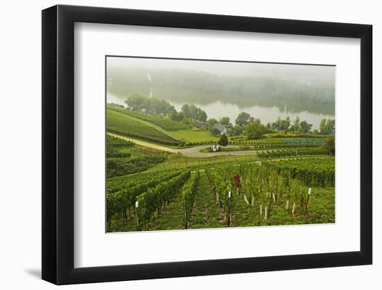 Morning Fog over the River Rhine, Near Lorch, Hesse, Germany, Europe-Jochen Schlenker-Framed Photographic Print