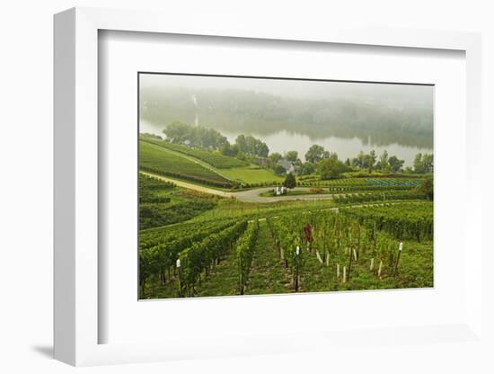 Morning Fog over the River Rhine, Near Lorch, Hesse, Germany, Europe-Jochen Schlenker-Framed Photographic Print