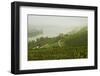 Morning Fog over the River Rhine, Near Lorch, Hesse, Germany, Europe-Jochen Schlenker-Framed Photographic Print